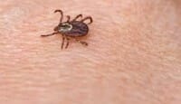 ticks